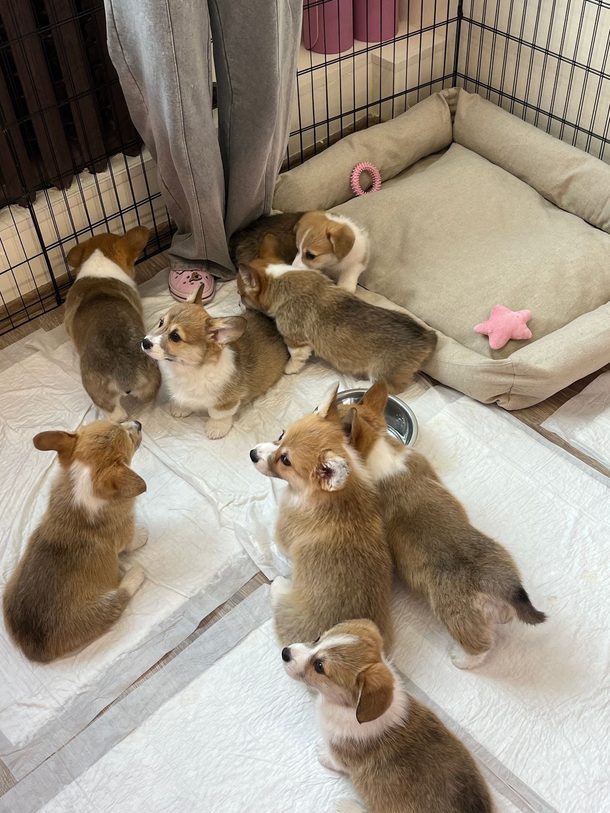 Corgi puppies in an indoor playpen.