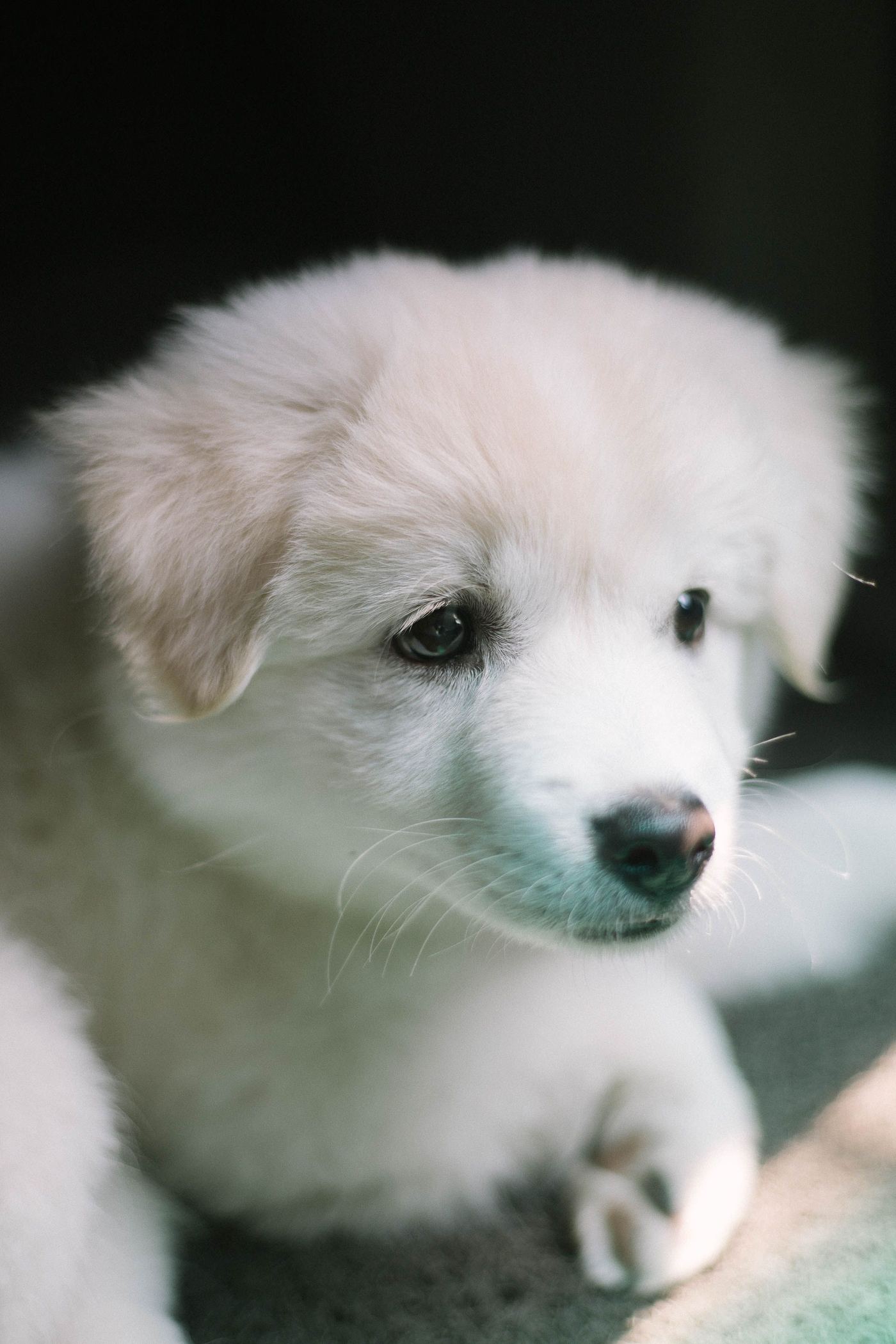 Renters' Guide to Non-Permanent Pet Pens