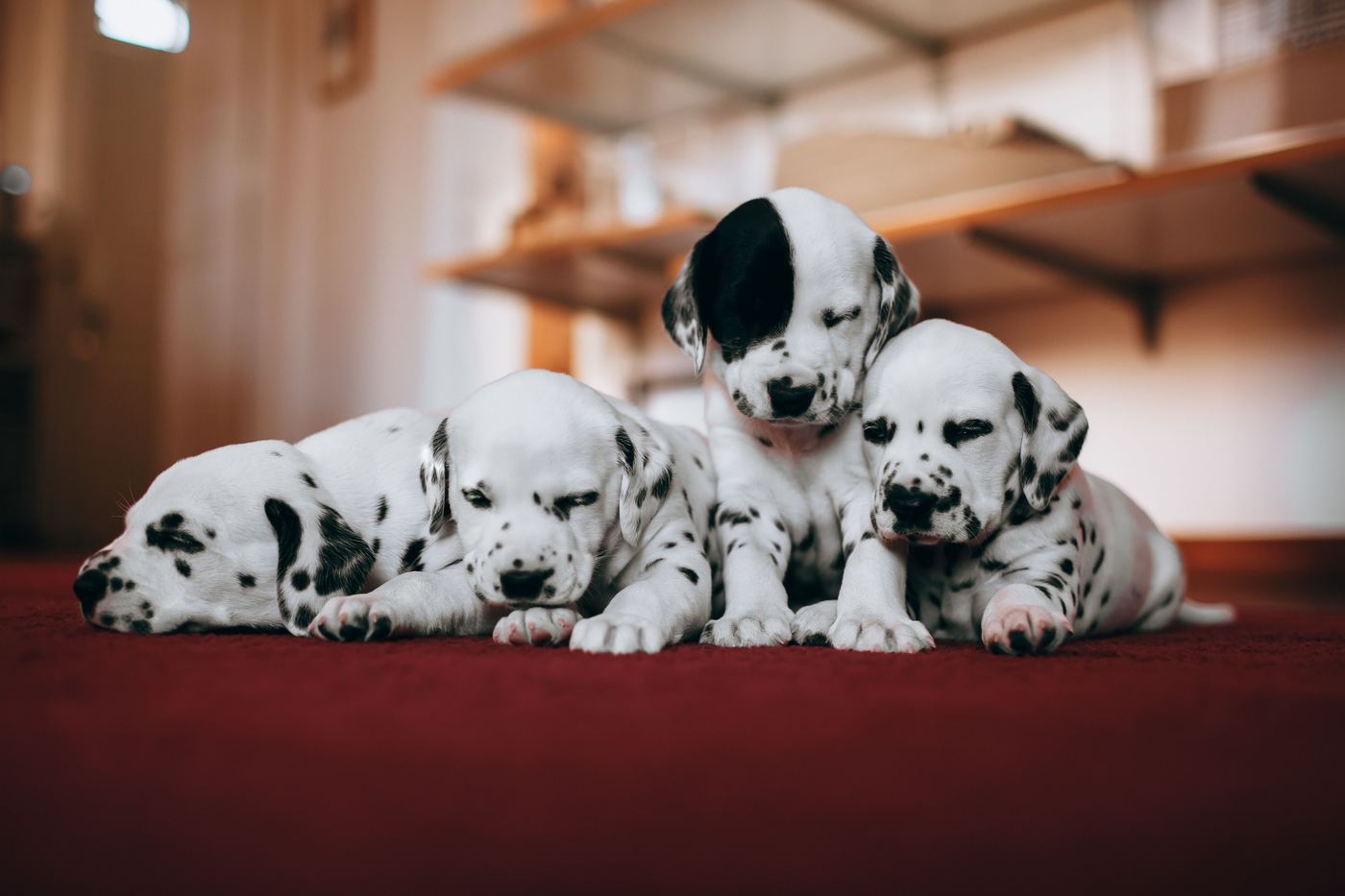 Small Dog & Apartment Living: The Fold-Flat Indoor Pen
