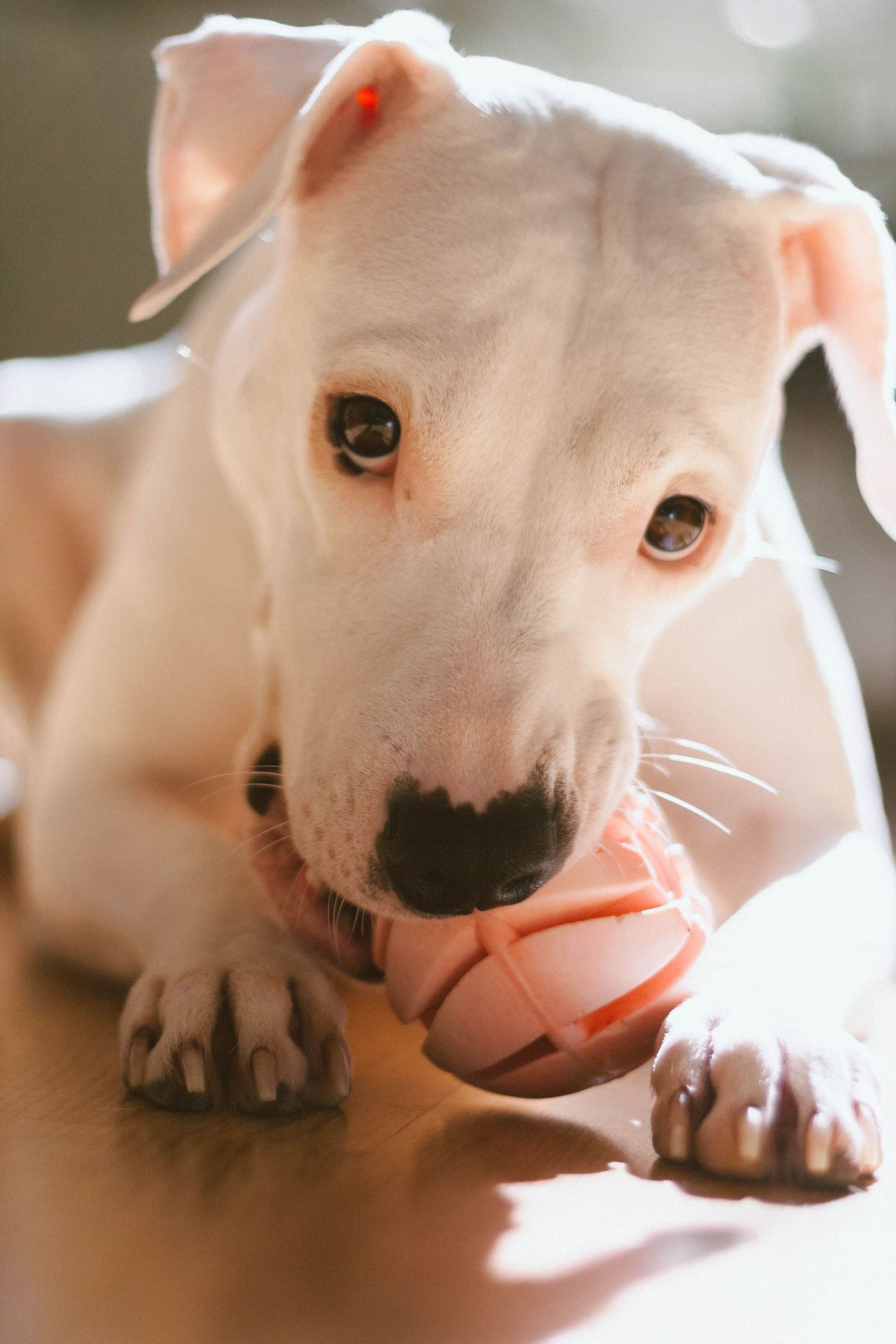 The Chew Toy That Finally Survived My Staffy
