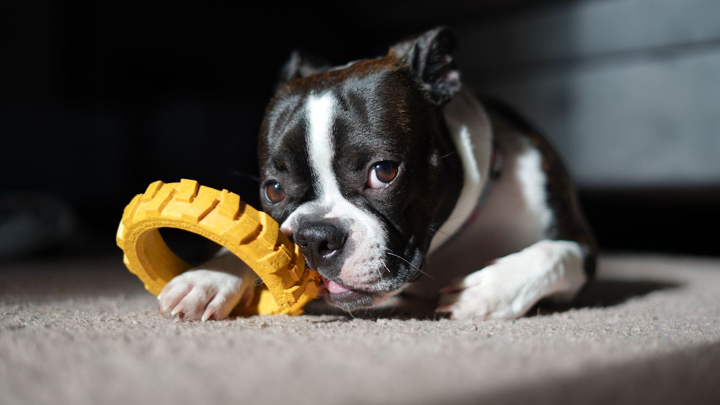 KONG, Coffee-Wood and the Chew That Lasts