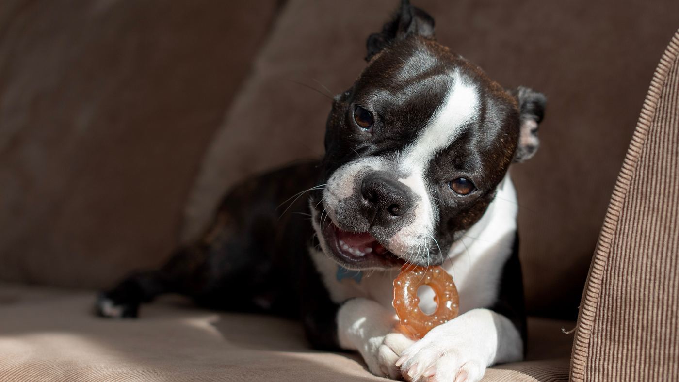 Treat Toys That Buy You Twenty Quiet Minutes