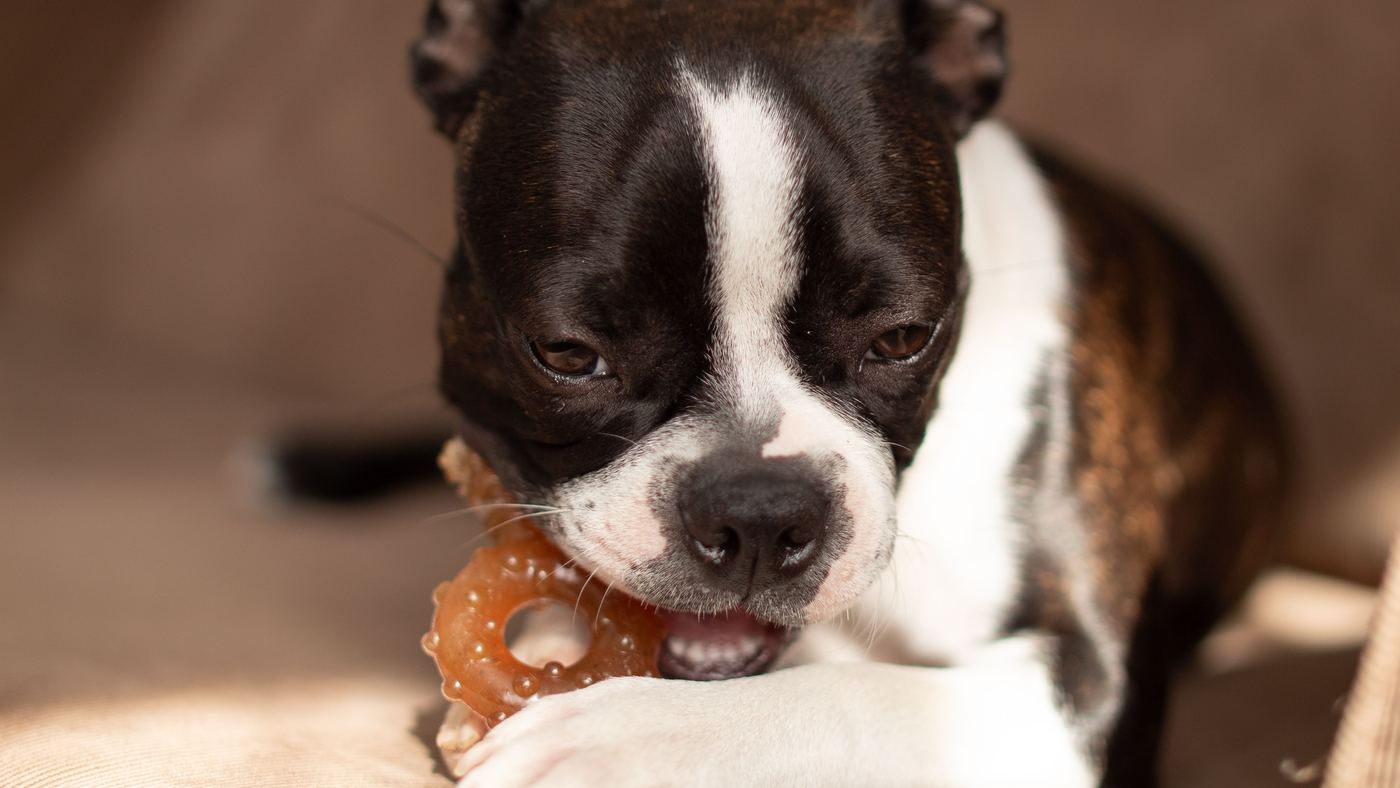 Stocking Up on Afterpay: A Sensible Way to Buy Dog Toys?