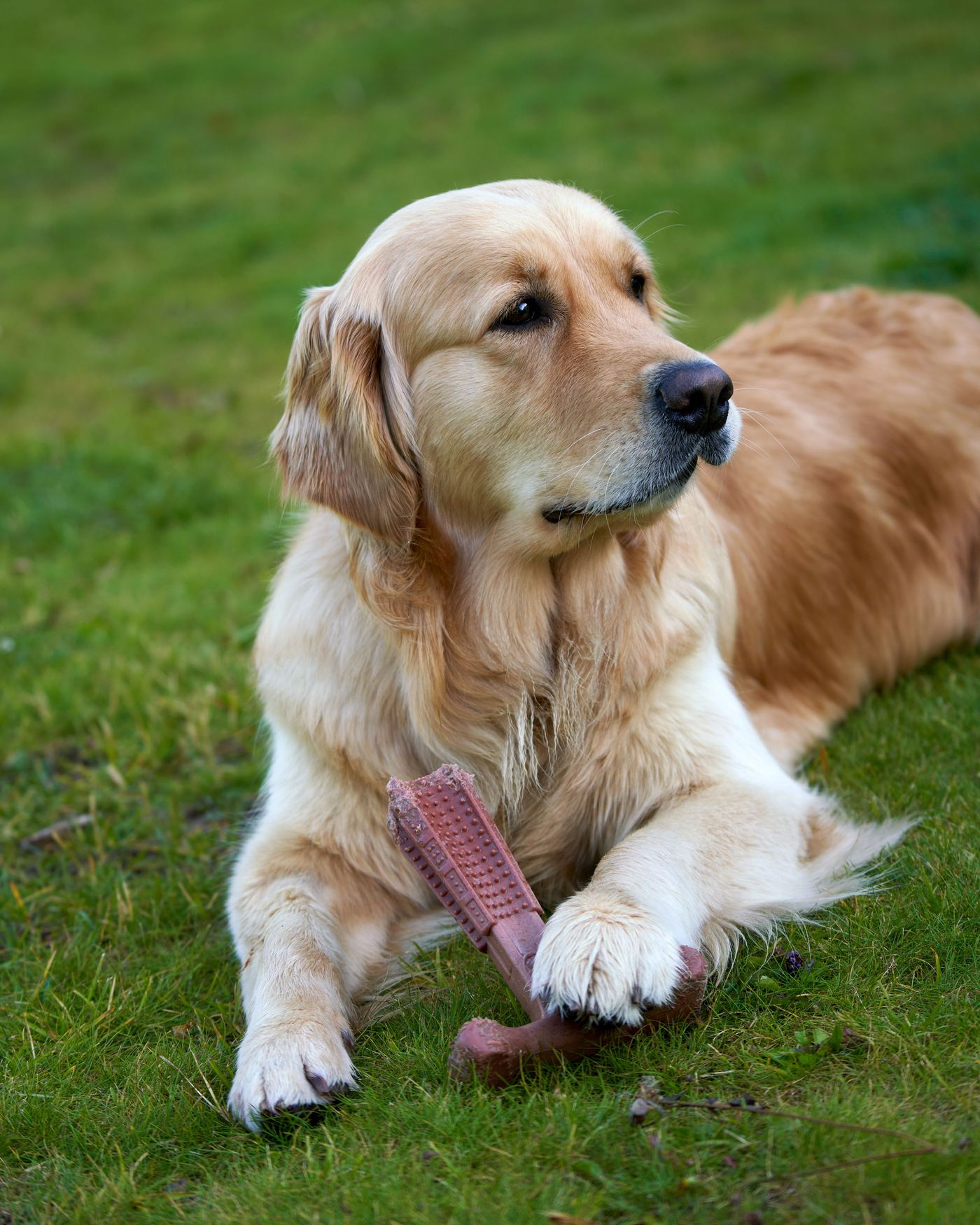 Toys for Dogs with Separation Anxiety (and When to Call the Vet)