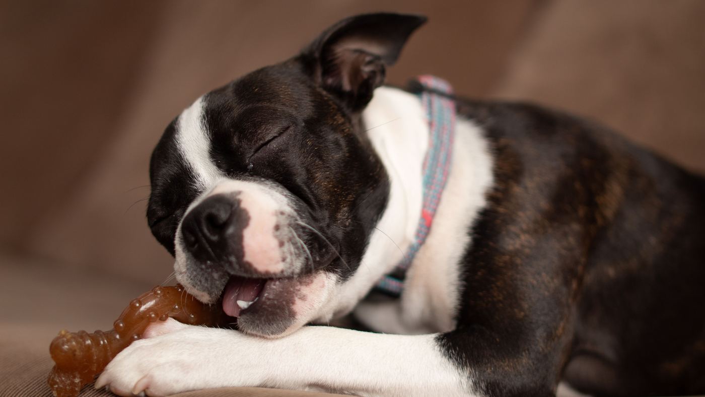 Puppy Teething Toys: Saving Your Shoes in Week One