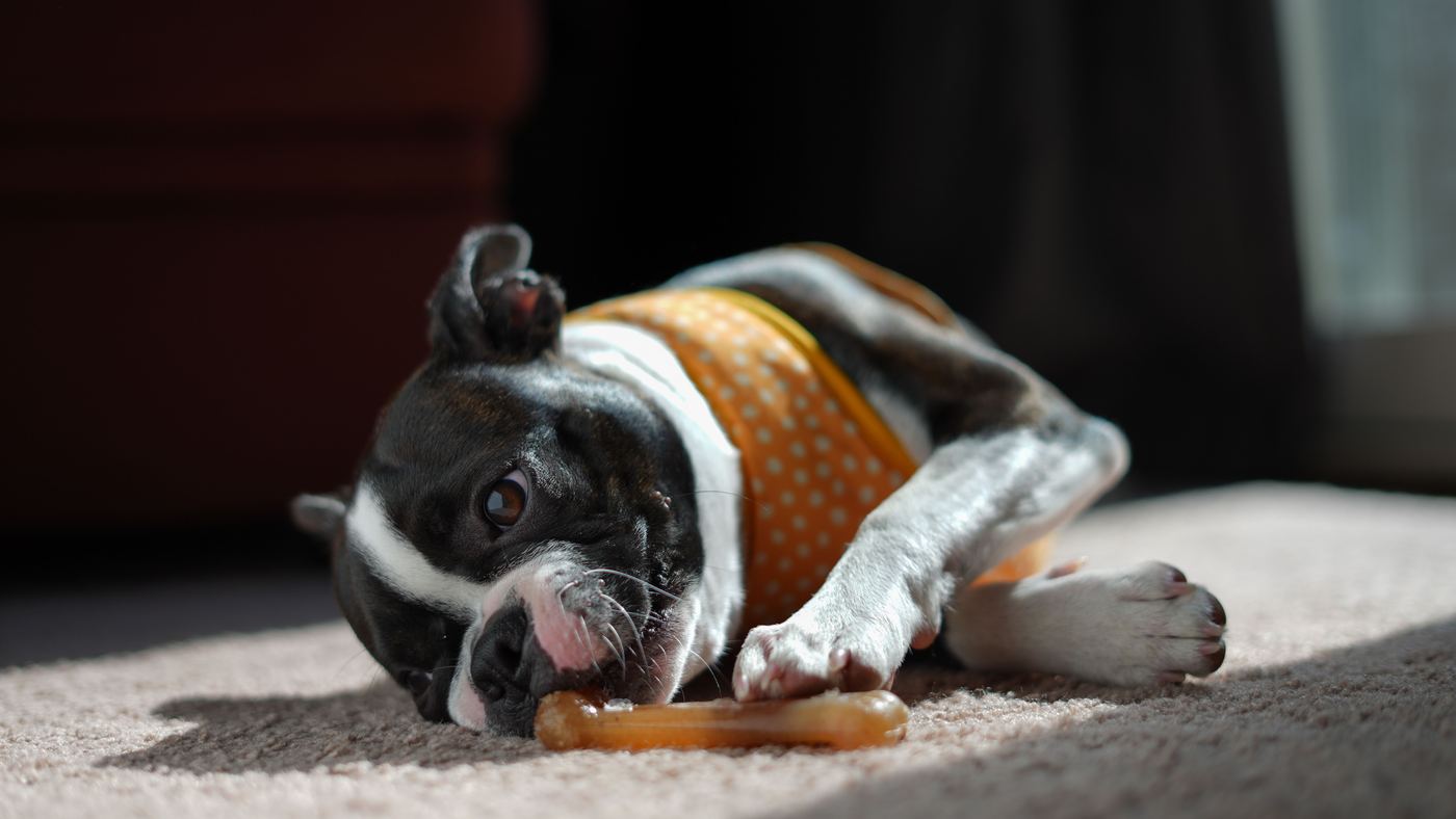 What's Actually in the Toy Box? Non-Toxic Dog Toys