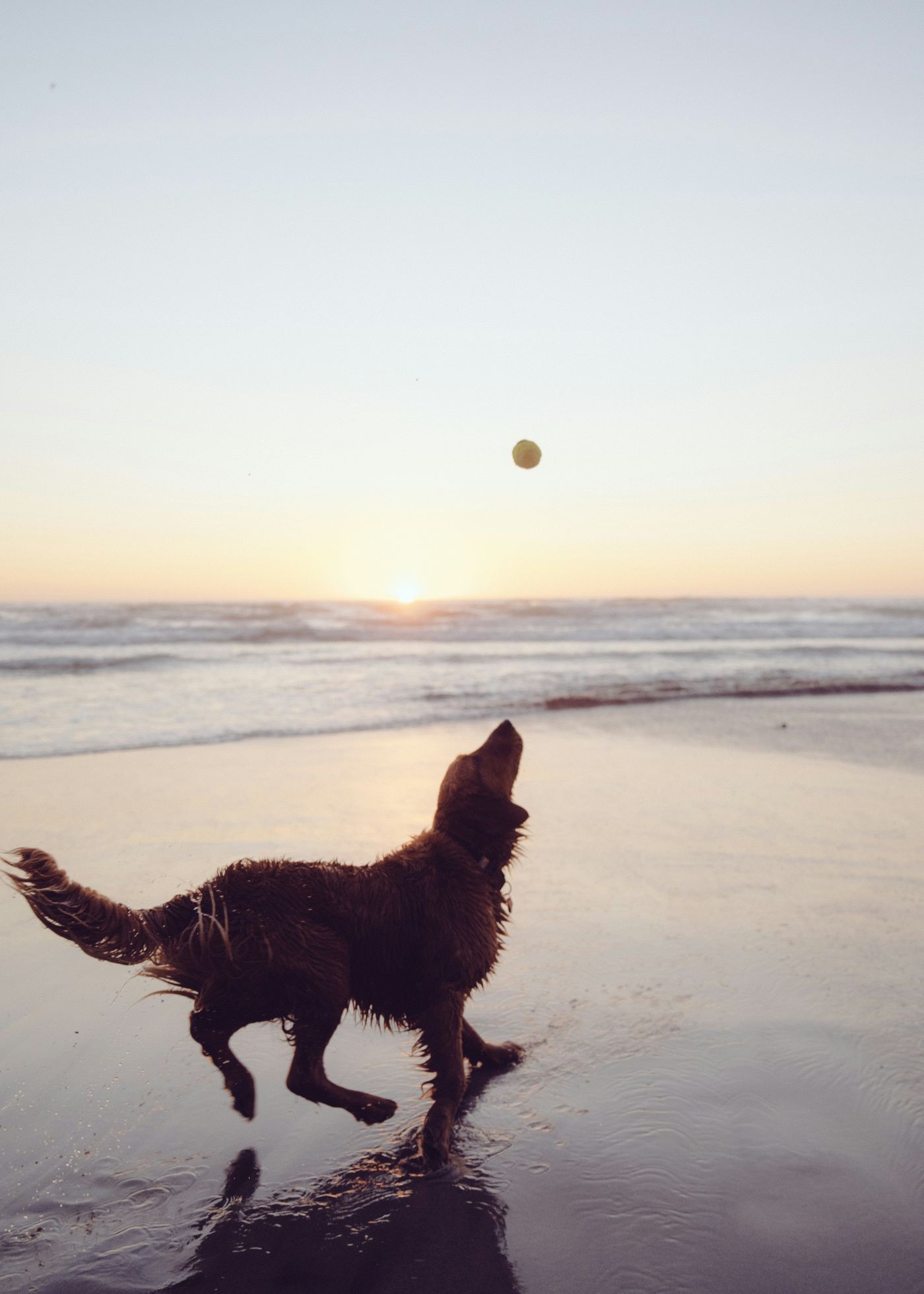 Dog Toys in Australia: What Survives Real Use Out Here