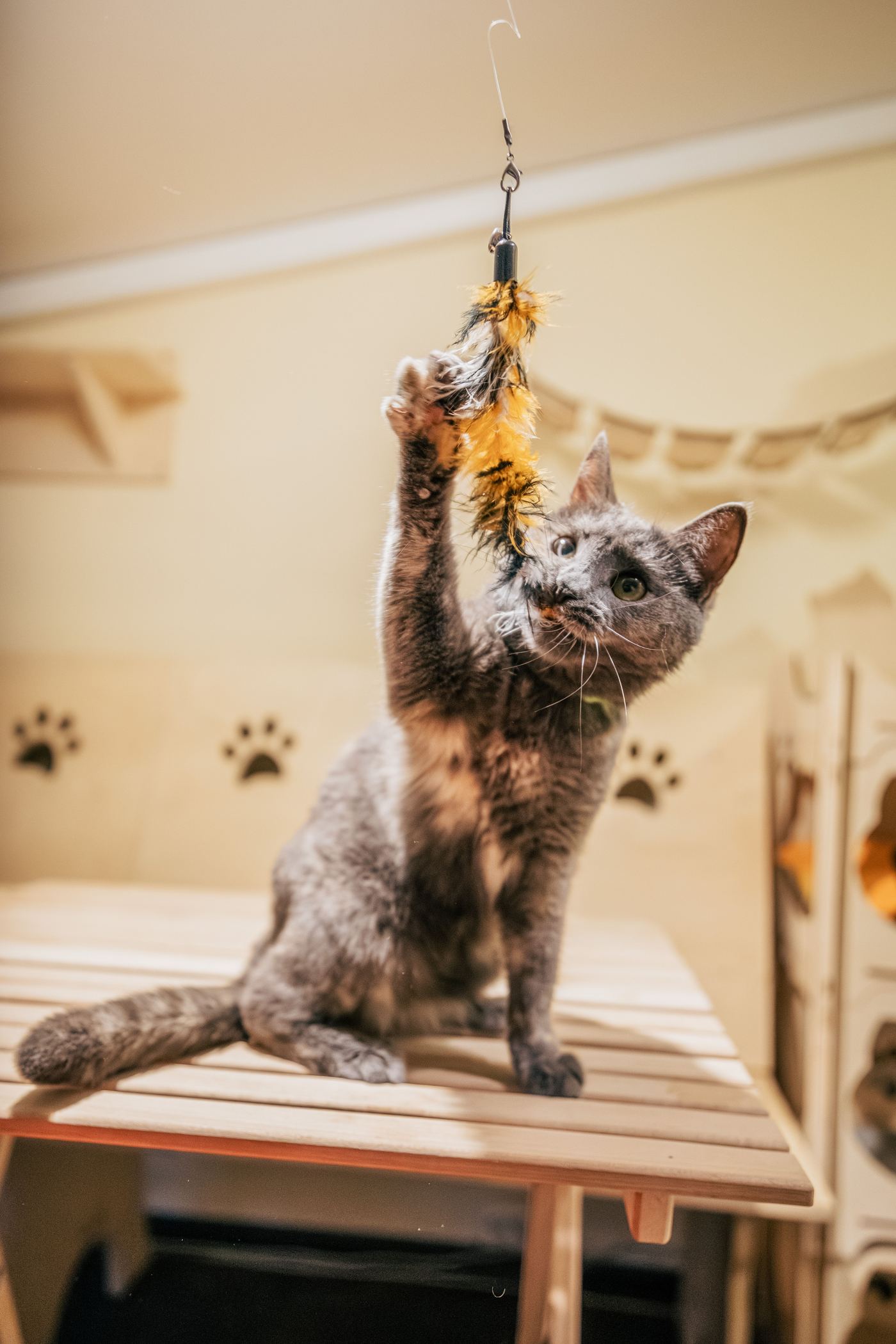 Cat & Dog Toys