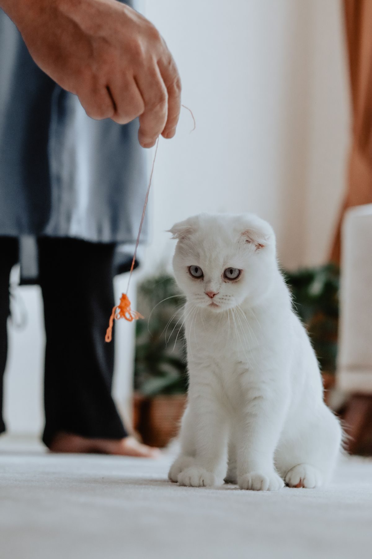 White cat staring at a ball of yarn.