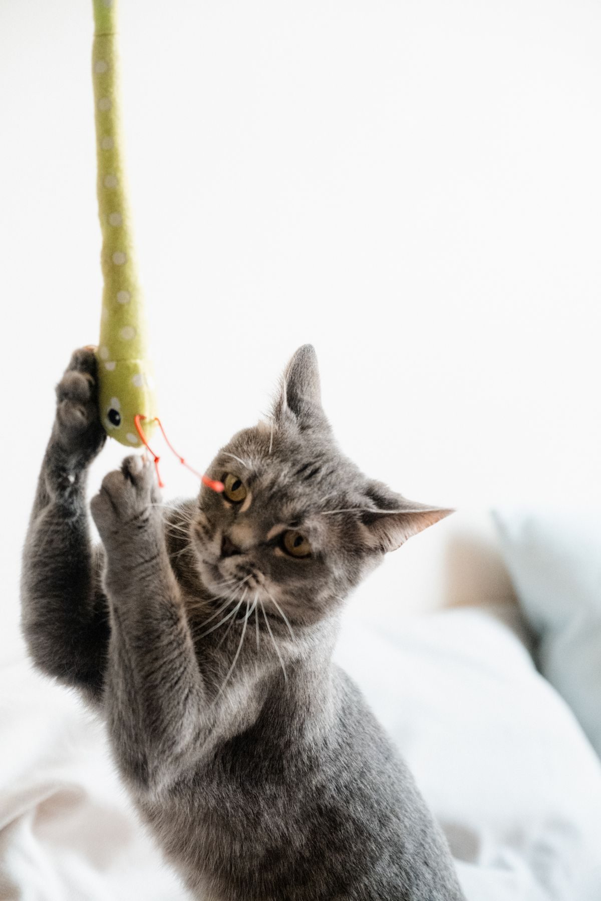 Cat playing with a toy.