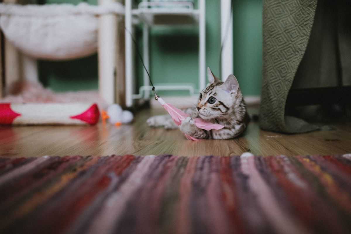 Kitten playing with a feather toy on the floor.