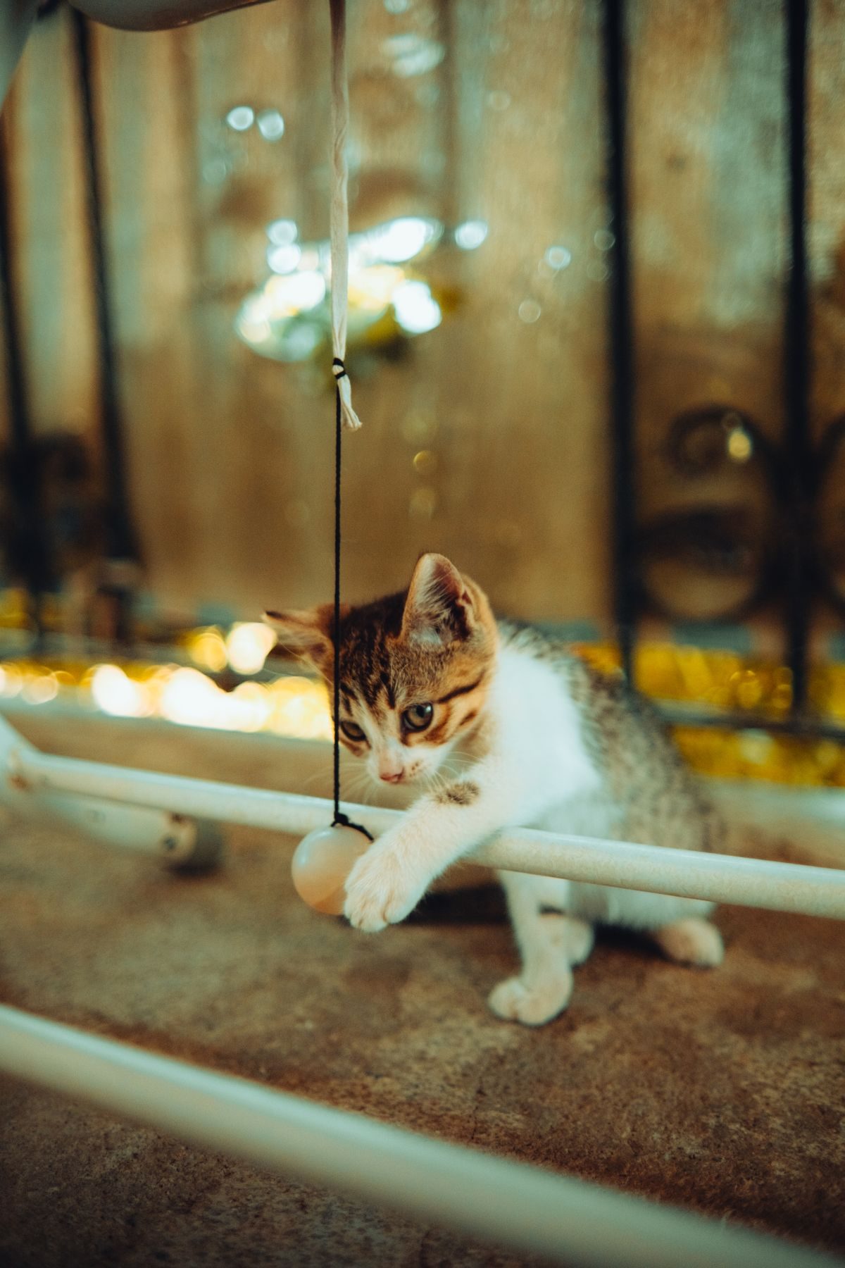 Cat playing with a ball on a string.