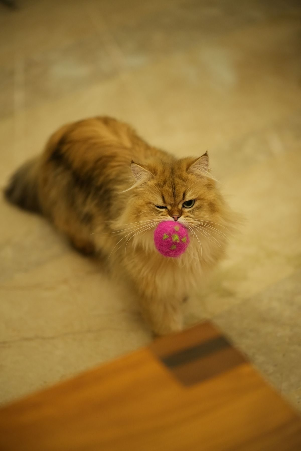 Persian cat playing with a toy ball indoors.