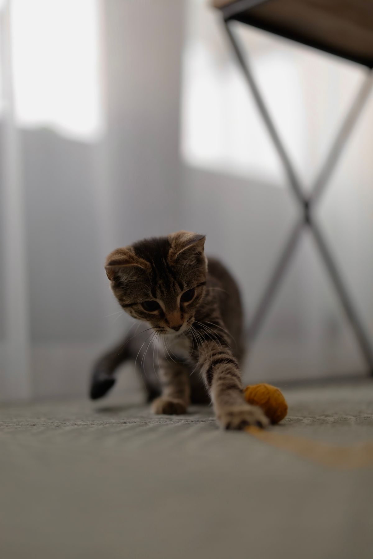 Playful kitten with a toy indoors.