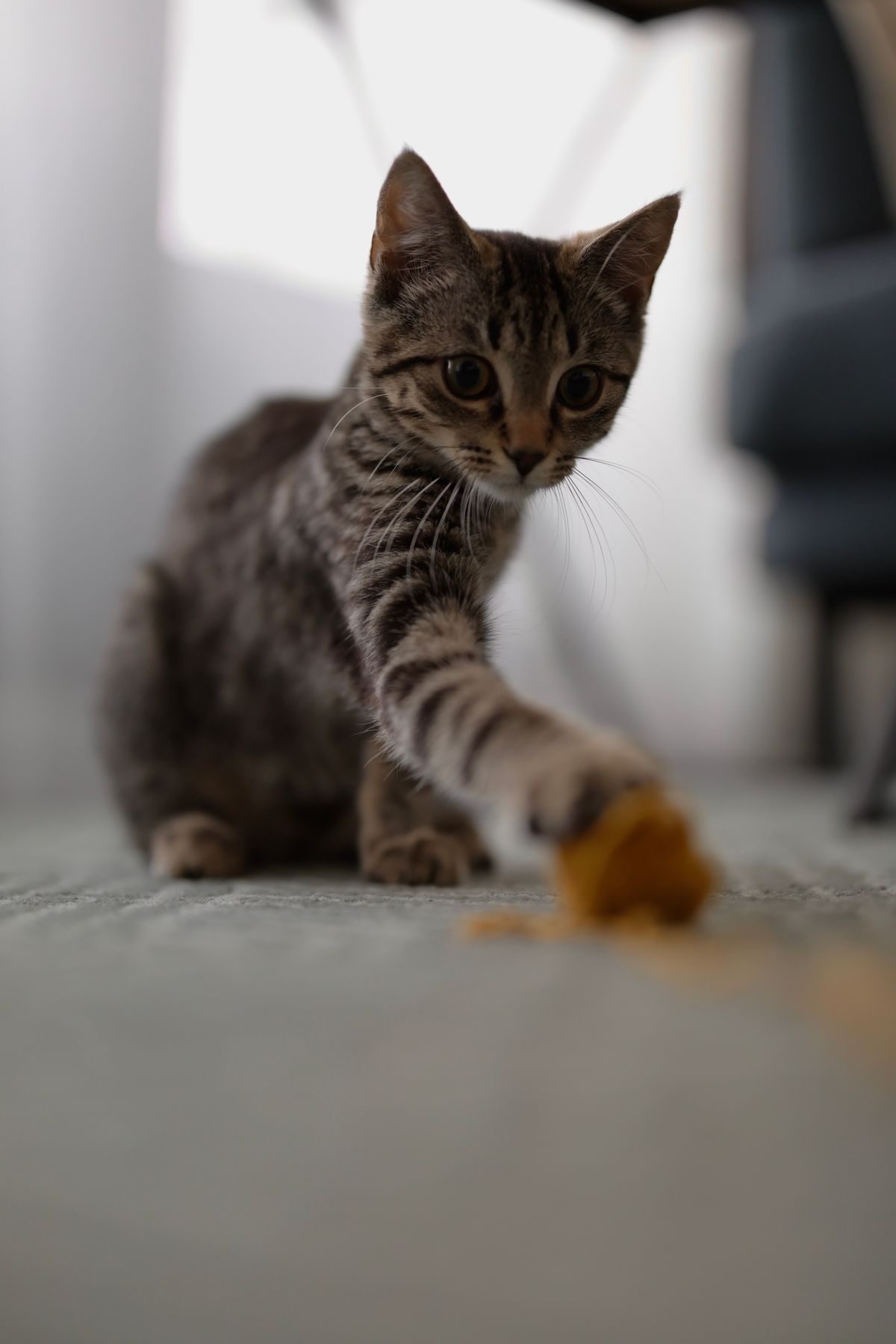 Kitten reaching for a toy.