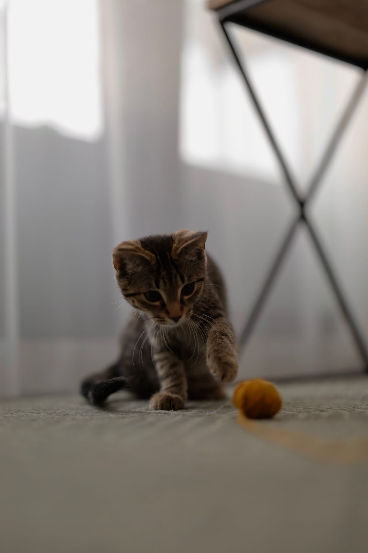 Playful kitten with an orange ball indoors.