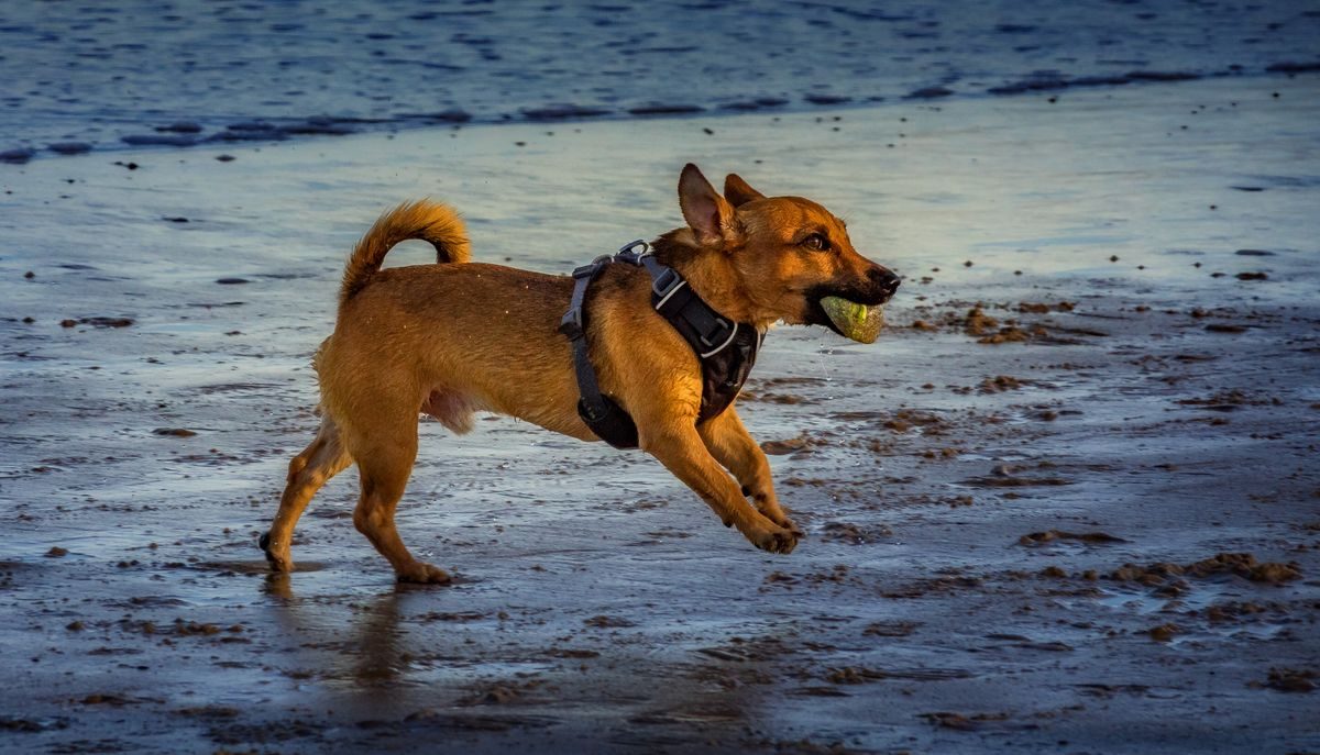 Dog running on a beach holding a toy.
