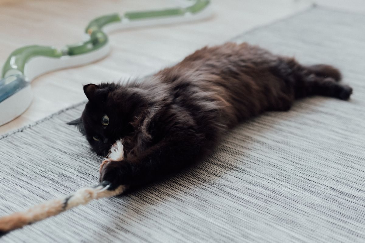 Black cat playing with a rope toy.